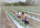 Bhabinkamtibmas-Desa-Wonoplintahan-Laksanakan-Pengecekan-Lahan-P2B