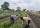 Bhabinkamtibmas-Desa-Gamping-Polsek-Krian-Cek-Perkembangan-Pertanian-Bawang-Merah-untuk-Ketahanan-Pangan