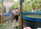 POLSEK-SUKODONO-LAKSANAKAN-PENGECEKAN-PROGRAM-KETAHANAN-PANGAN-BERBASIS-BUDIDAYA-IKAN-LELE-DI-DESA-ANGGASWANGI
