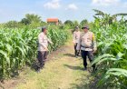 Kanit-Binmas-Polsek-Krembung-Tinjau-Lahan-Ketahanan-Pangan-di-Desa-Wonomlati