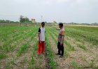 Petani-Desa-Seketi-Diedukasi-Rawat-Lahan-Jagung,-Dukung-Ketahanan-Pangan-Nasional