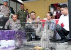 Polresta-Sidoarjo-Ungkap-Perdagangan-Satwa-Dilindungi