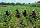 Polresta-Sidoarjo-Dorong-Swasembada-Pangan,-Pantau-Perkembangan-Tanaman-Jagung-di-Balongbendo