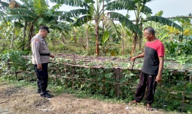 Bhabinkamtibmas-Pangkemiri-Polsek-Tulangan-Lakukan-Pengecekan-Lahan-Sayur-dalam-Program-Ketahanan-Pangan-Bergizi