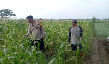 Perkuat-Ketahanan-Pangan,-Kanit-Binmas-Polsek-Krembung-dan-Petani-Desa-Lemujut-Lakukan-Pengecekan-Tanaman-Jagung