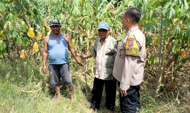 Dukung-Ketahanan-Pangan,-Panit-Binmas-Polsek-Balongbendo-Ajak-Petani-Desa-Seduri-Serius-Kelola-Tanaman-Jagung
