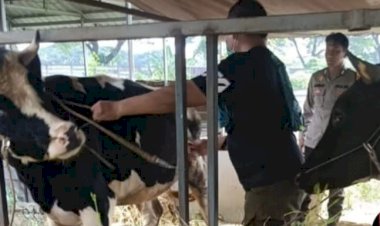 Bhabinkamtibmas-Bungurasih-Himbau-Peternak-Sapi-Jaga-Kesehatan-Hewan-Ternak