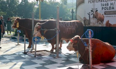 Polda-Jatim-Salurkan-Ratusan-Hewan-Kurban-di-Hari-Raya-Idul-Adha-1446-H