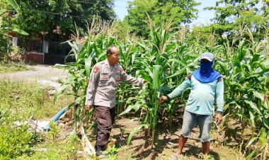 Polsek-Prambon-Kontrol-Lahan-Jagung,-Antisipasi-Dampak-Cuaca-terhadap-Ketahanan-Pangan