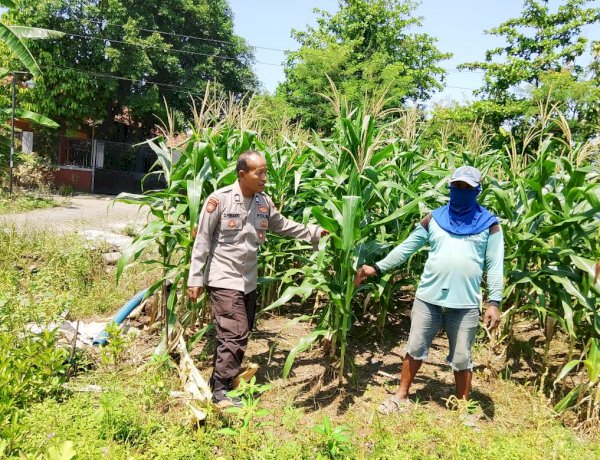Polsek Prambon Kontrol Lahan Jagung, Antisipasi Dampak Cuaca terhadap Ketahanan Pangan