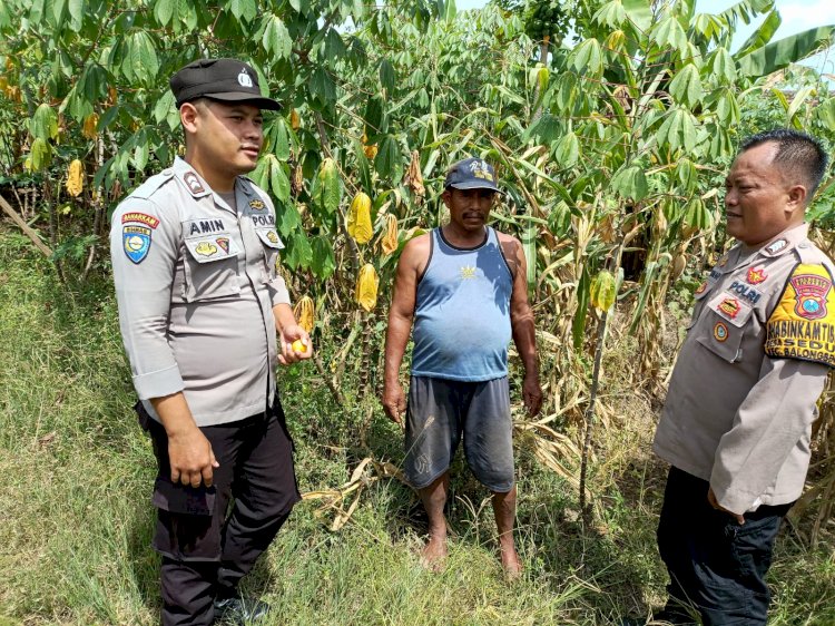Kapolsek Balongbendo Tinjau Lahan Jagung Warga, Dukung Program Ketahanan Pangan