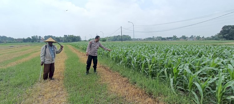 Polsek Tarik Patroli Lahan Jagung Dukung Swasembada
