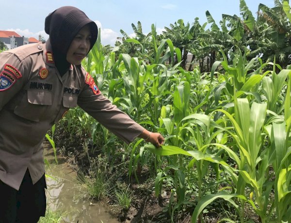 Tanaman Jagung Mulai Berbuah, Polsek Gedangan Intensifkan Pendampingan Ketahanan Pangan